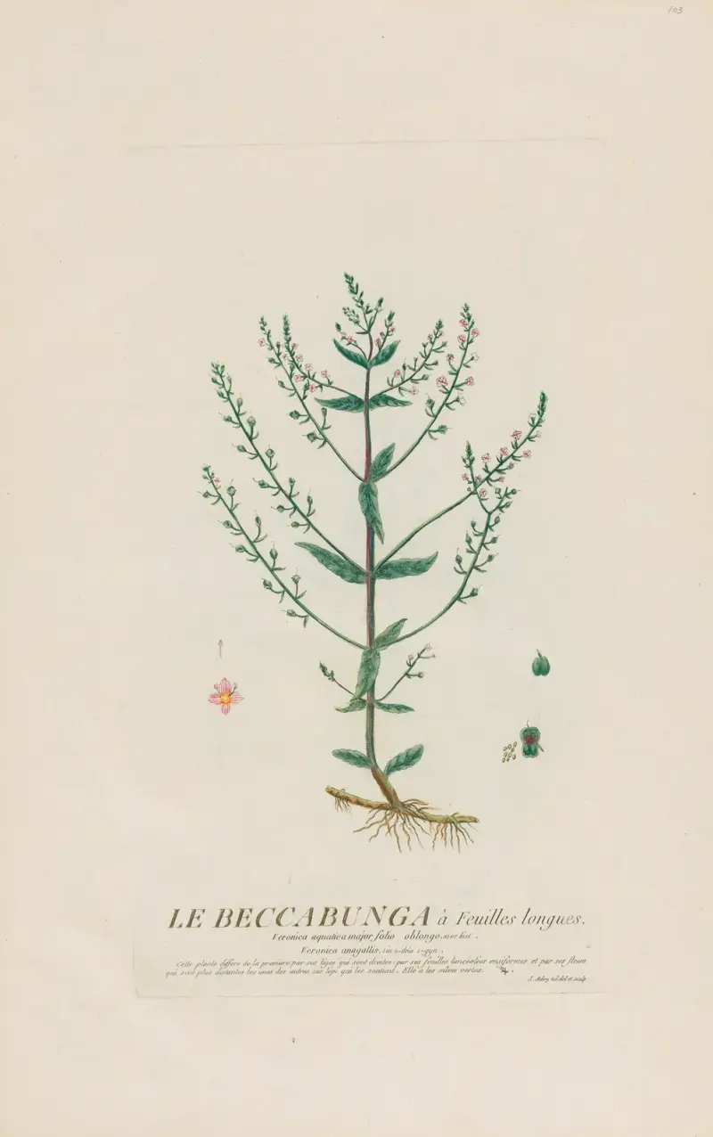Le Beccabunga à Feuilles longues av Pierre Philippe Alyon