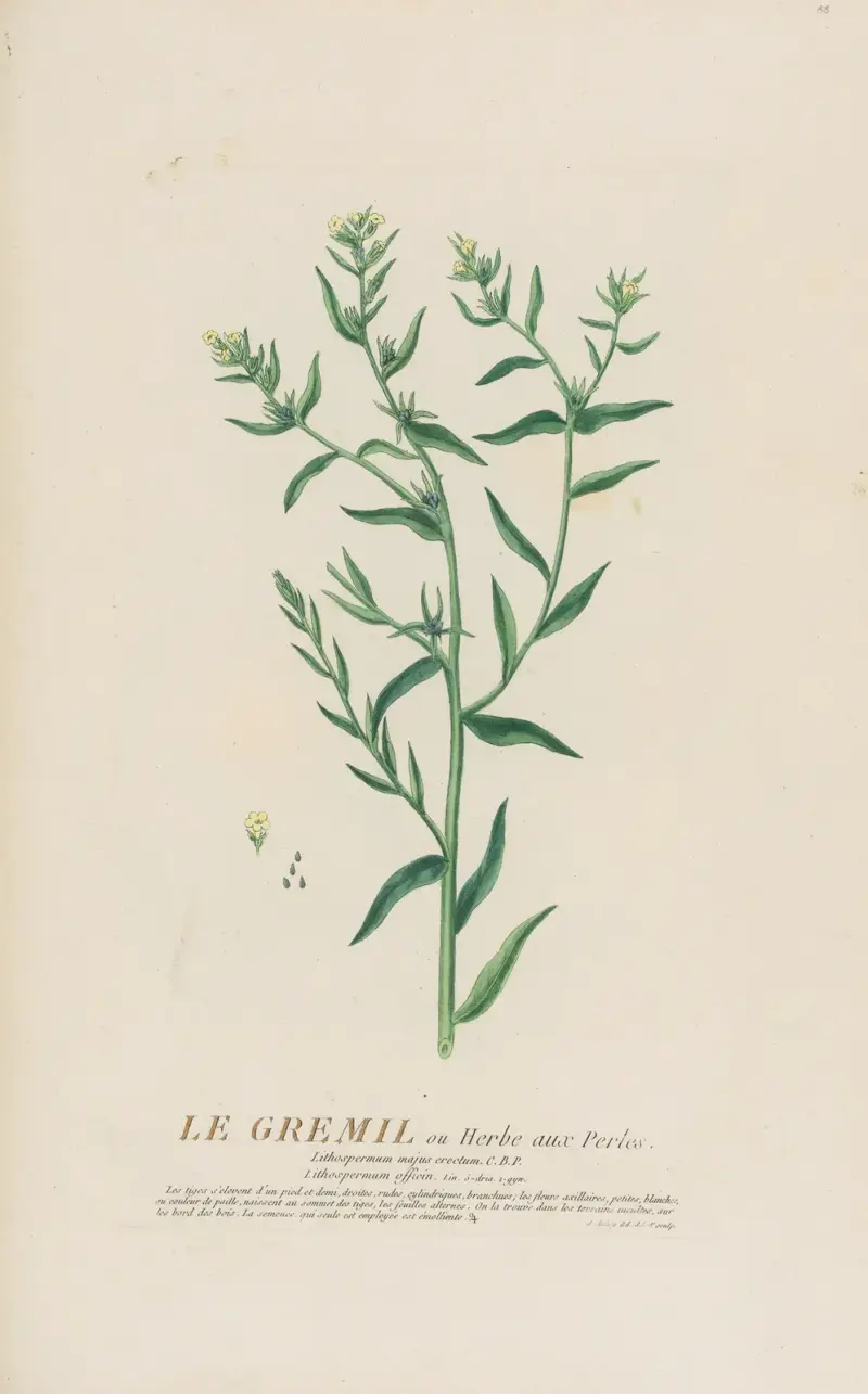Le Gremil ou Herbe aux Perles von Pierre Philippe Alyon