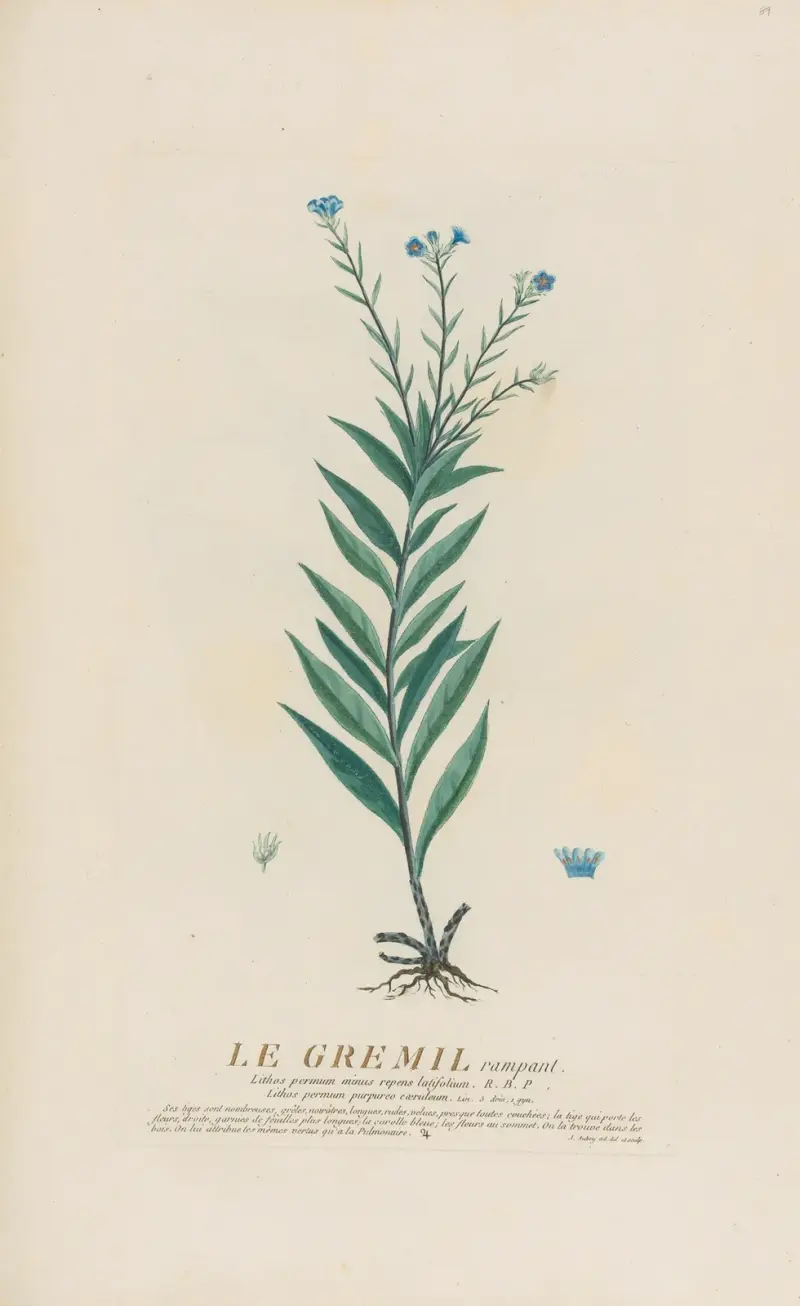 Le Gremil rampant, Pierre Philippe Alyon