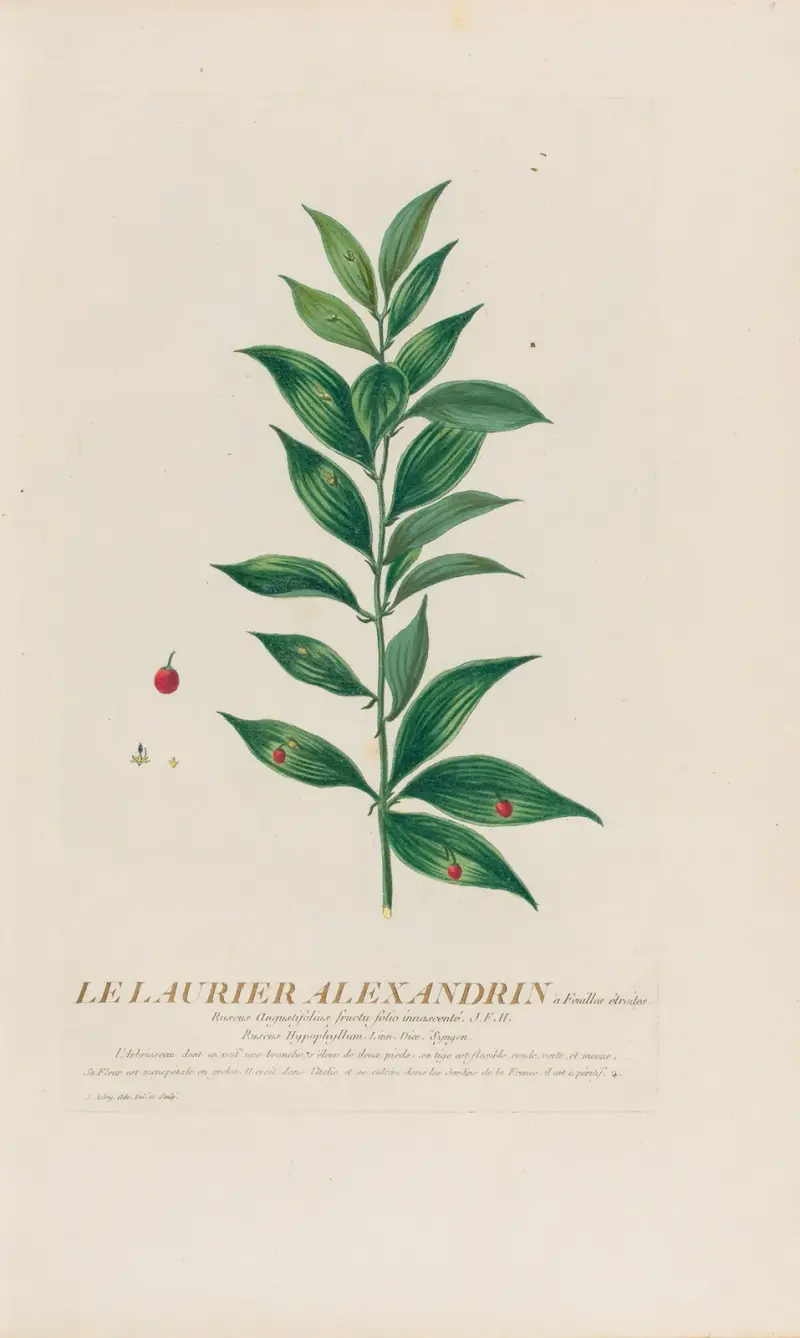 Schmalblättriger Alexandrinischer Lorbeer von Pierre Philippe Alyon
