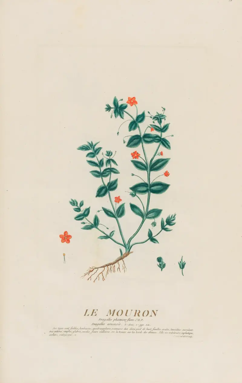 Le Mouron, Pierre Philippe Alyon