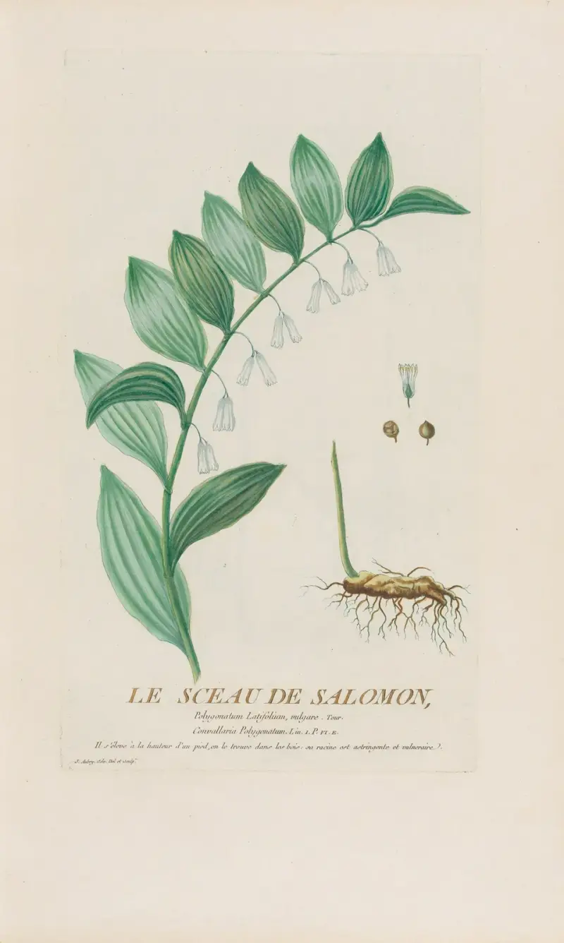 Pieczęć Salomona, Pierre Philippe Alyon