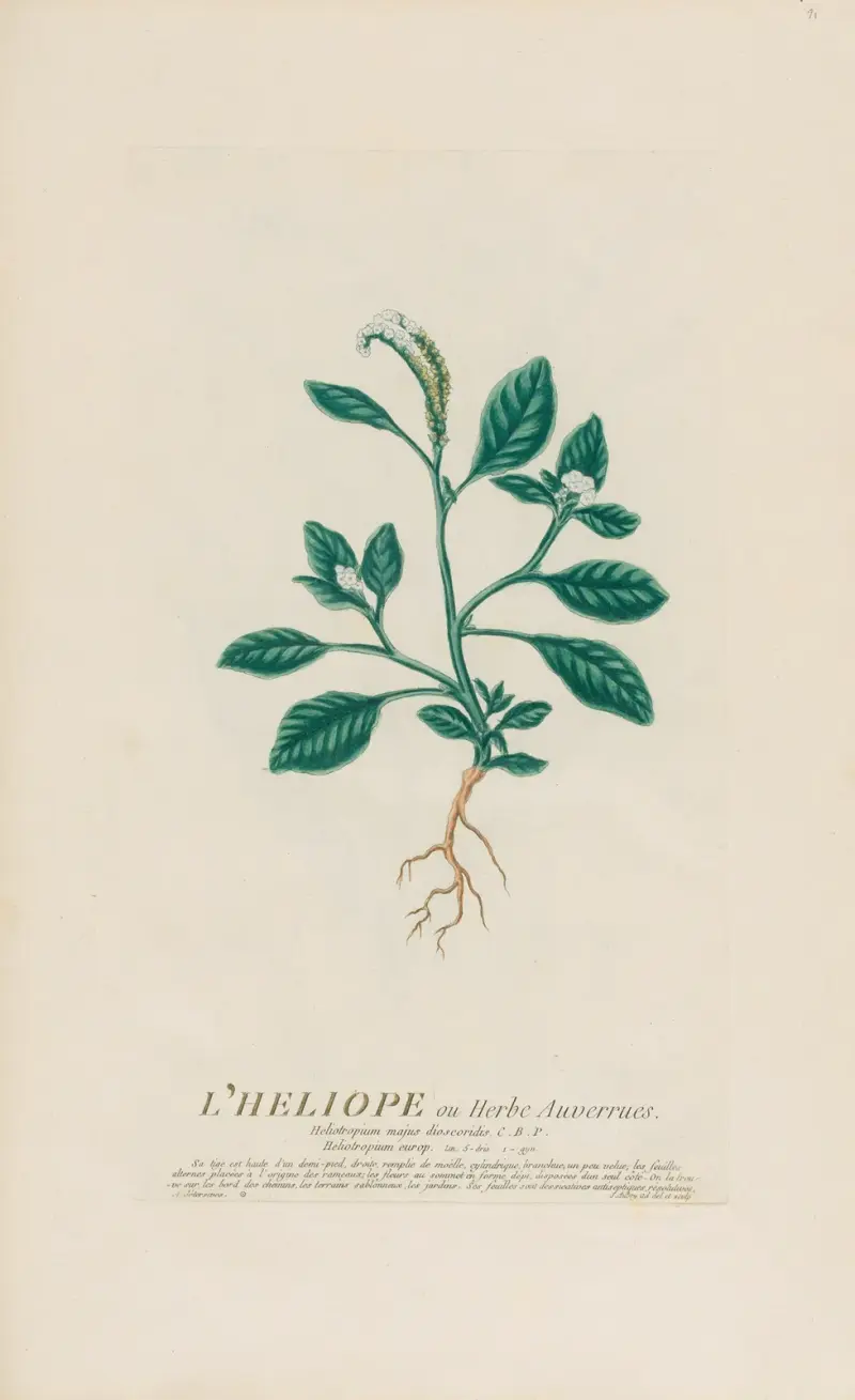 Heliotrop av Pierre Philippe Alyon