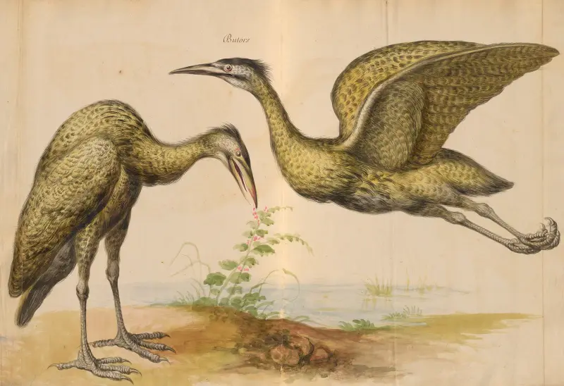 Vögel aus der Menagerie des Königs, Tafel 12 von Pieter Boel