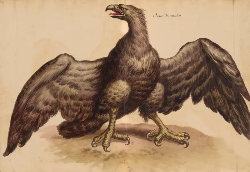 Vögel aus der Menagerie des Königs, Taf. 36 von Pieter Boel