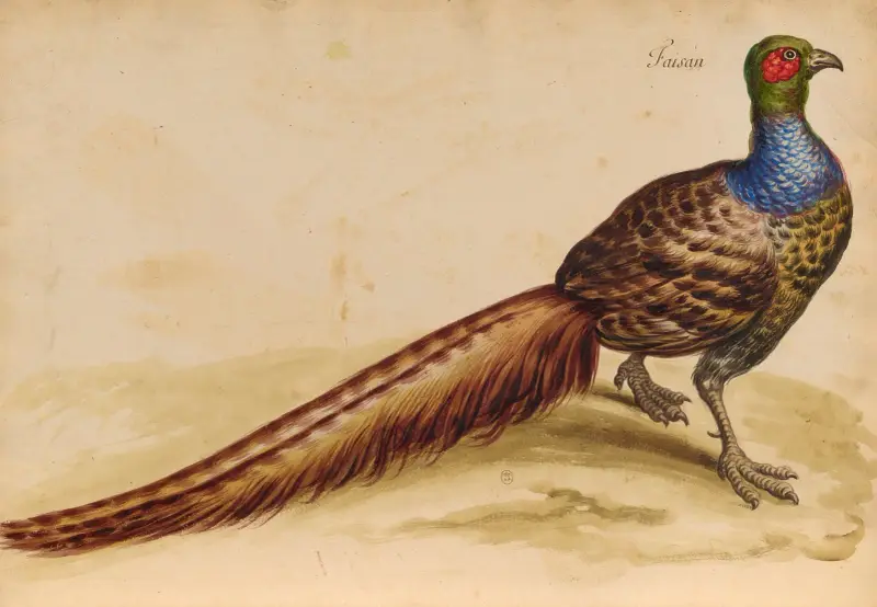 Vögel aus der Menagerie des Königs, Tafel 47 von Pieter Boel