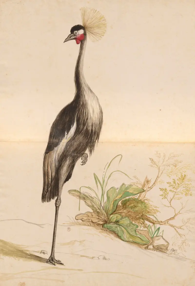 Vögel aus der Menagerie des Königs Tafel 55 von Pieter Boel
