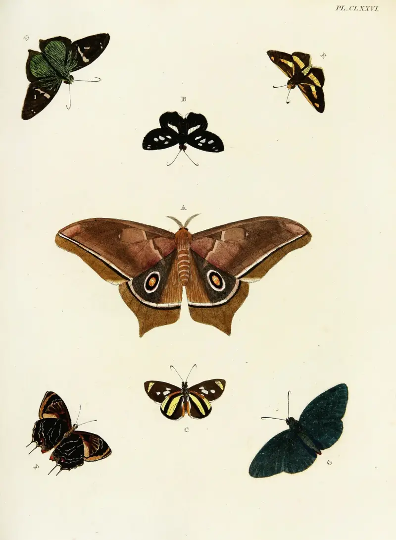 Fremdländische Schmetterlinge aus den drei Kontinenten Asien, Afrika und Amerika, Tafel 423 von Pieter Cramer