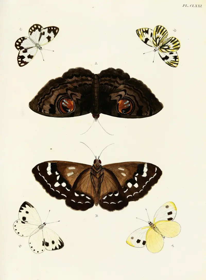 Fremdländische Schmetterlinge aus den drei Kontinenten Asien, Afrika und Amerika Pl.418 von Pieter Cramer