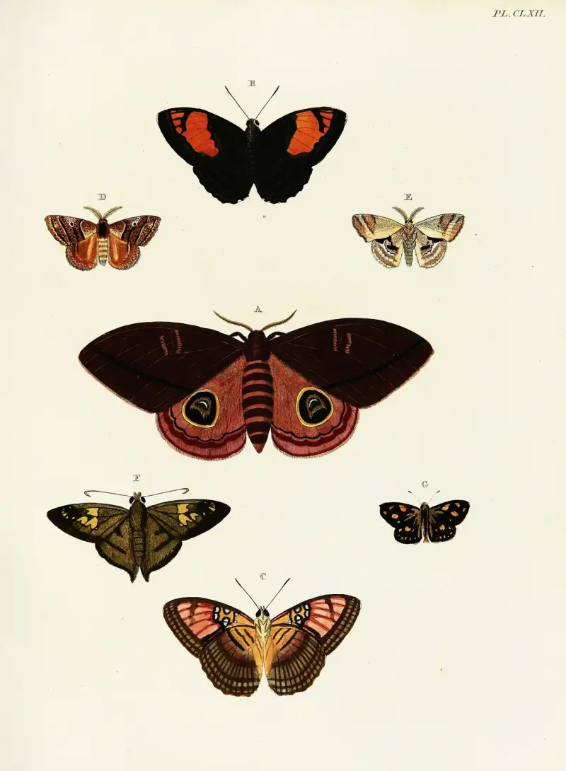 Ausländische Schmetterlinge aus den drei Kontinenten Asien, Afrika und Amerika, Taf. 409 von Pieter Cramer