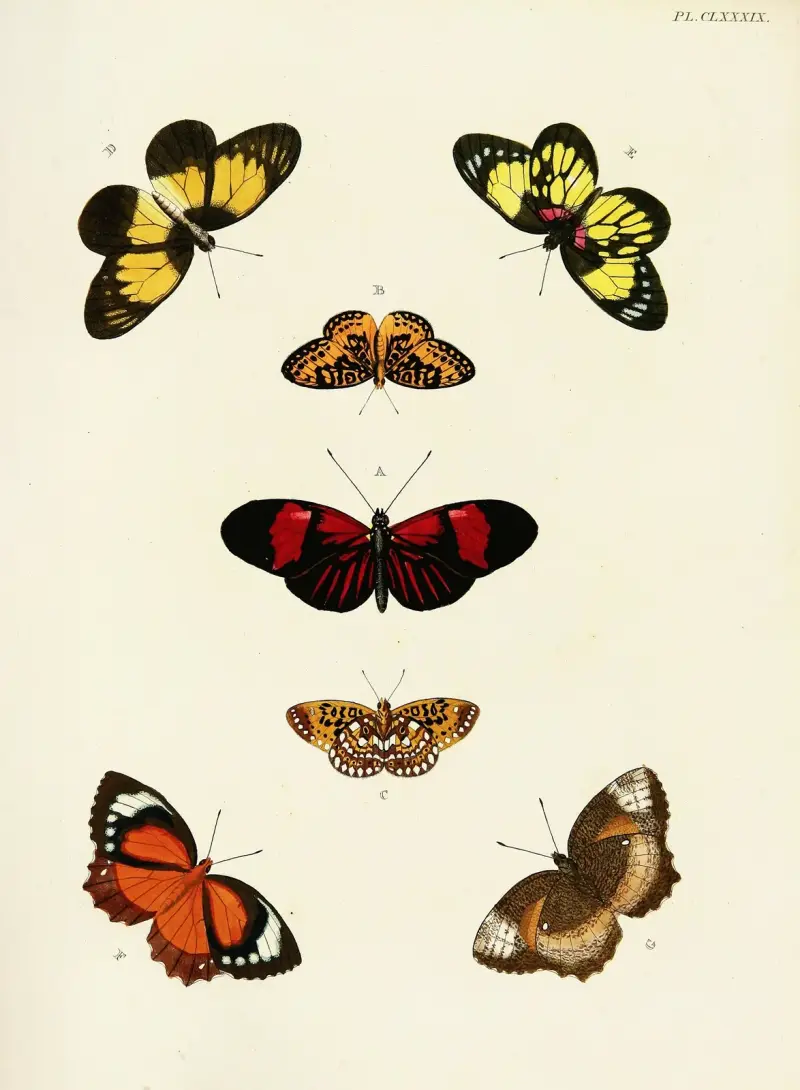 Ausländische Schmetterlinge aus den drei Kontinenten Asien, Afrika und Amerika, Tafel 436 von Pieter Cramer