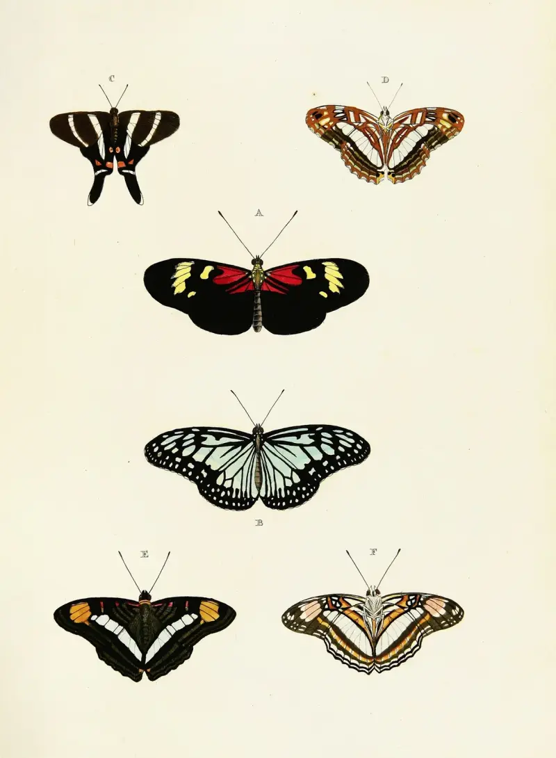 Ausländische Schmetterlinge aus den drei Kontinenten Asien, Afrika und Amerika, Tafel 435 von Pieter Cramer