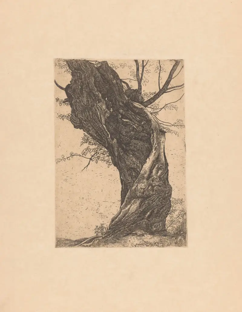 Wilg, 1896 – nr 2 av Pieter Dupont