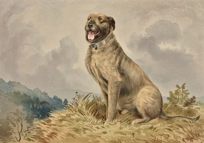 Seated Irish Wolfhound av Alexander Pope Jr.