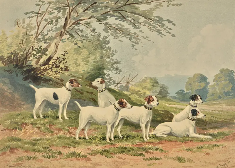 Six Jack Russell Terriers av Alexander Pope Jr.