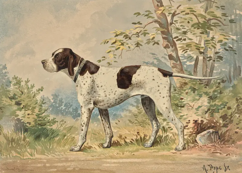 Stojący angielski pointer, zwrócony w lewo, Alexander Pope Jr.
