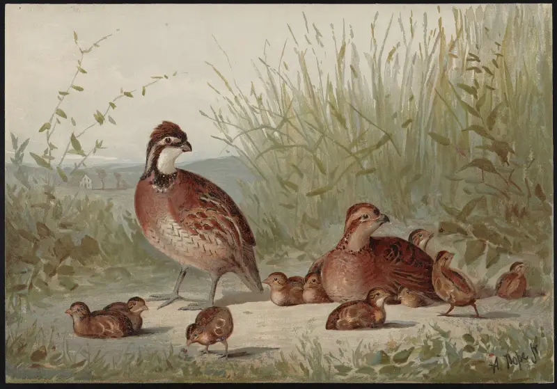 Americká křepelka (Ortyx virginianus), Alexander Pope Jr.