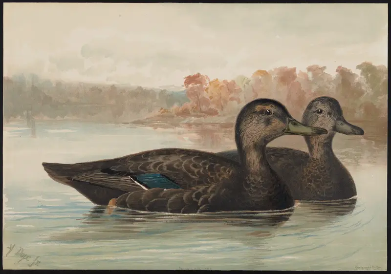The black duck (Anas obscura) av Alexander Pope Jr.