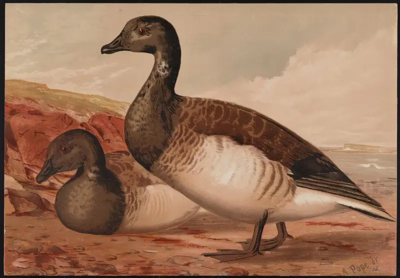 Bernikla tmavá (Branta bernicla), Alexander Pope Jr.