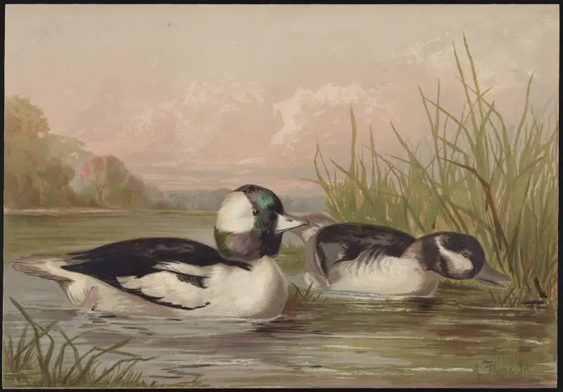 The buffle-headed duck (Bucephala alveola) av Alexander Pope Jr.
