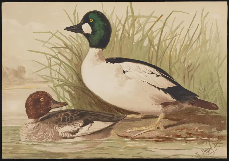 Knipa (Bucephala clangula) av Alexander Pope Jr.