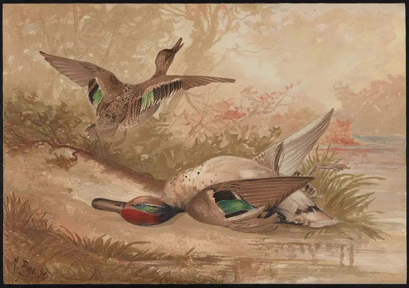 The green-winged teal (Querquedula carolinensis) av Alexander Pope Jr.