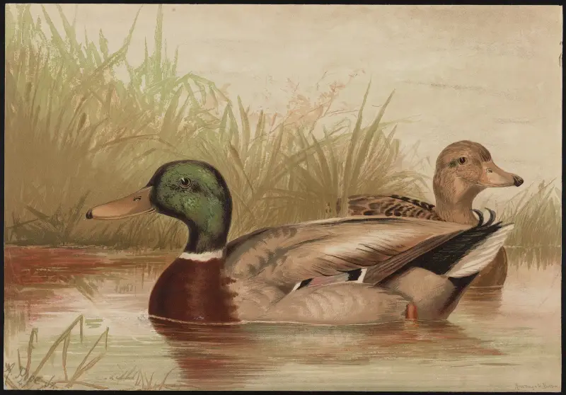 The mallard duck (Anas boschas) av Alexander Pope Jr.