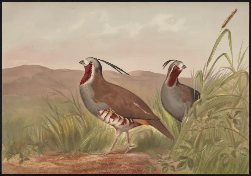 The mountain quail (Oreortyx pictus) av Alexander Pope Jr.