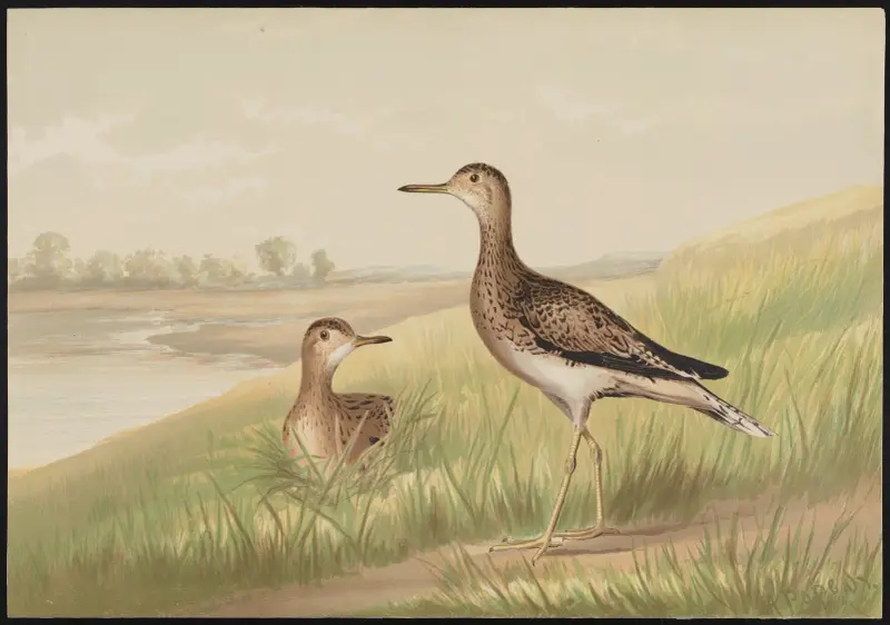 Horský kulík (Actiturus Bartramius), Alexander Pope Jr.