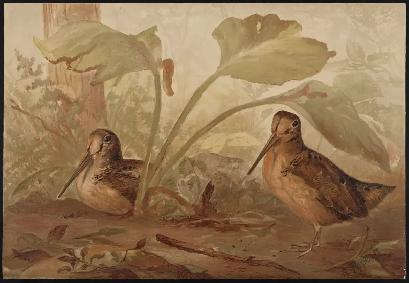 The woodcock (Philohela minor) av Alexander Pope Jr.