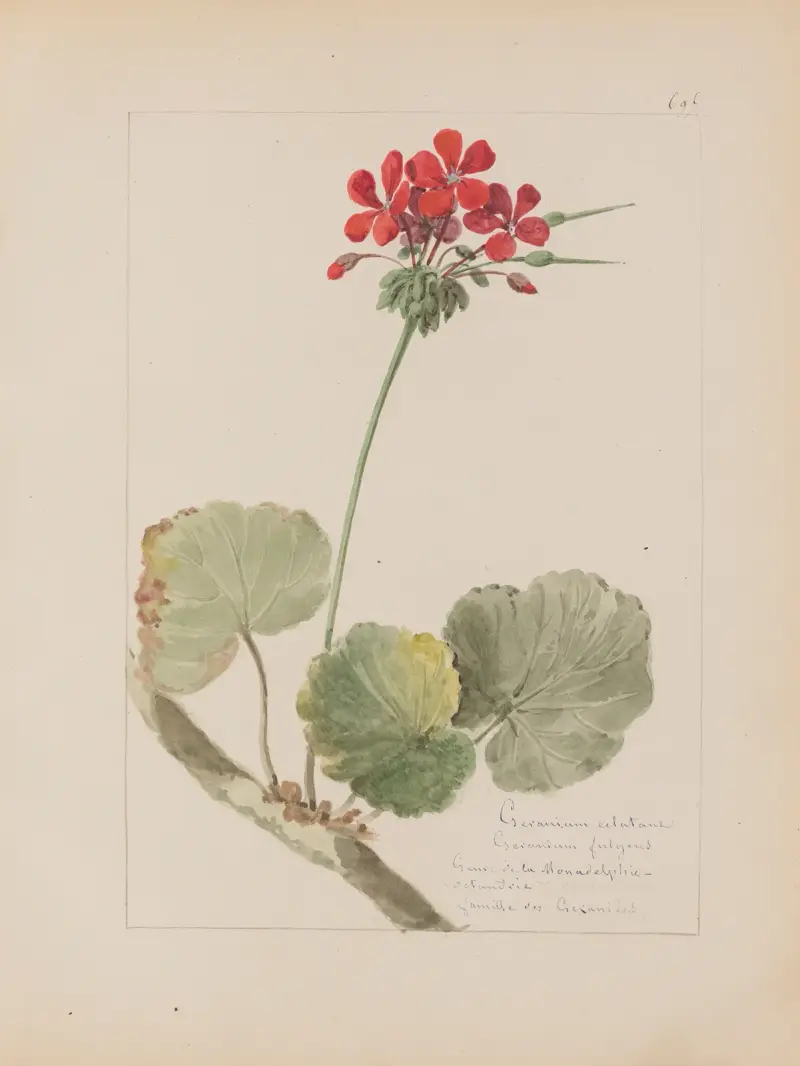 Botanisches Album Tafel 241 von Constant Amable Prevost-Hersant