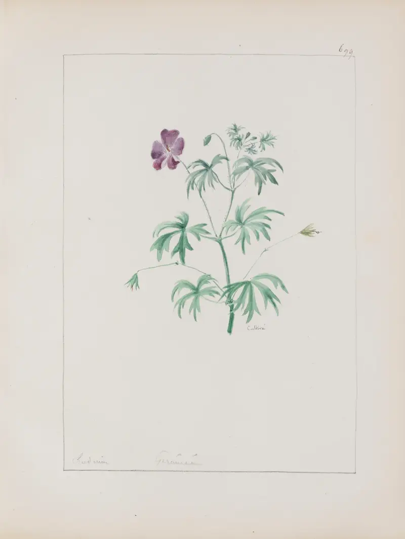 Album de botanique Pl.243, Constant Amable Prevost-Hersant