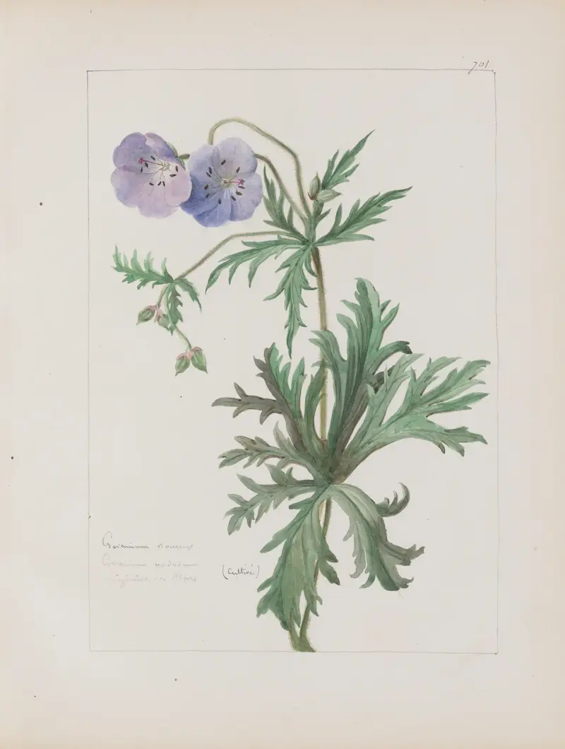 Botanisches Album Tafel 244 von Constant Amable Prevost-Hersant