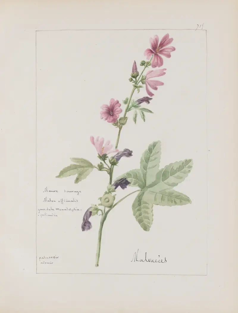 Botanisches Album Taf. 250 von Constant Amable Prevost-Hersant