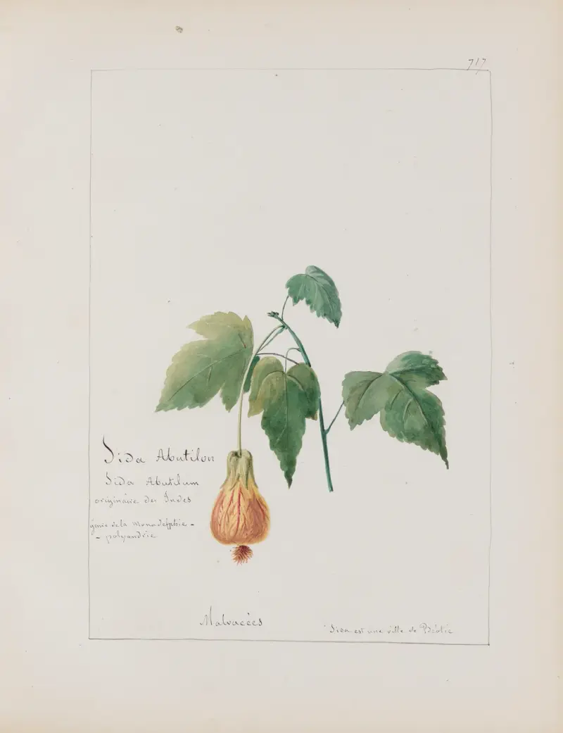 Botanisches Album Taf. 251 von Constant Amable Prevost-Hersant