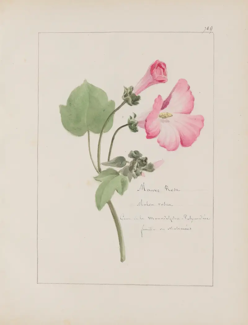 Album de botanique Pl.252 av Constant Amable Prevost-Hersant