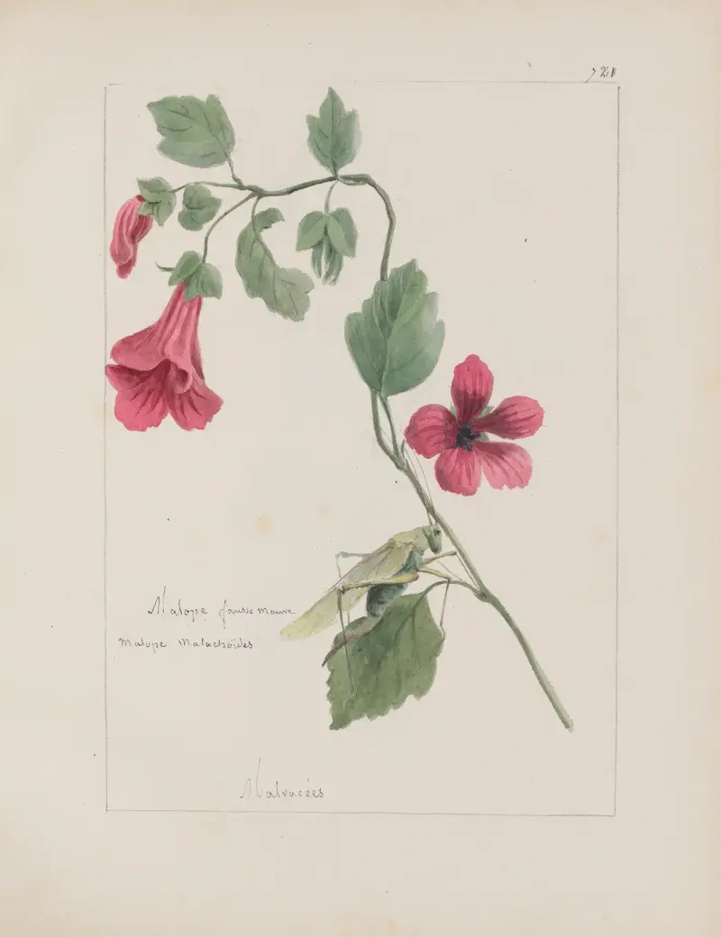 Album de botanique Tafel 253 von Constant Amable Prevost-Hersant