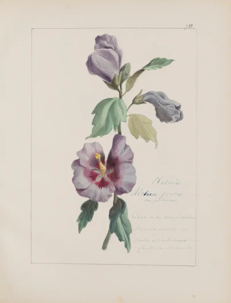 Album de botanique Pl. 254 von Constant Amable Prevost-Hersant
