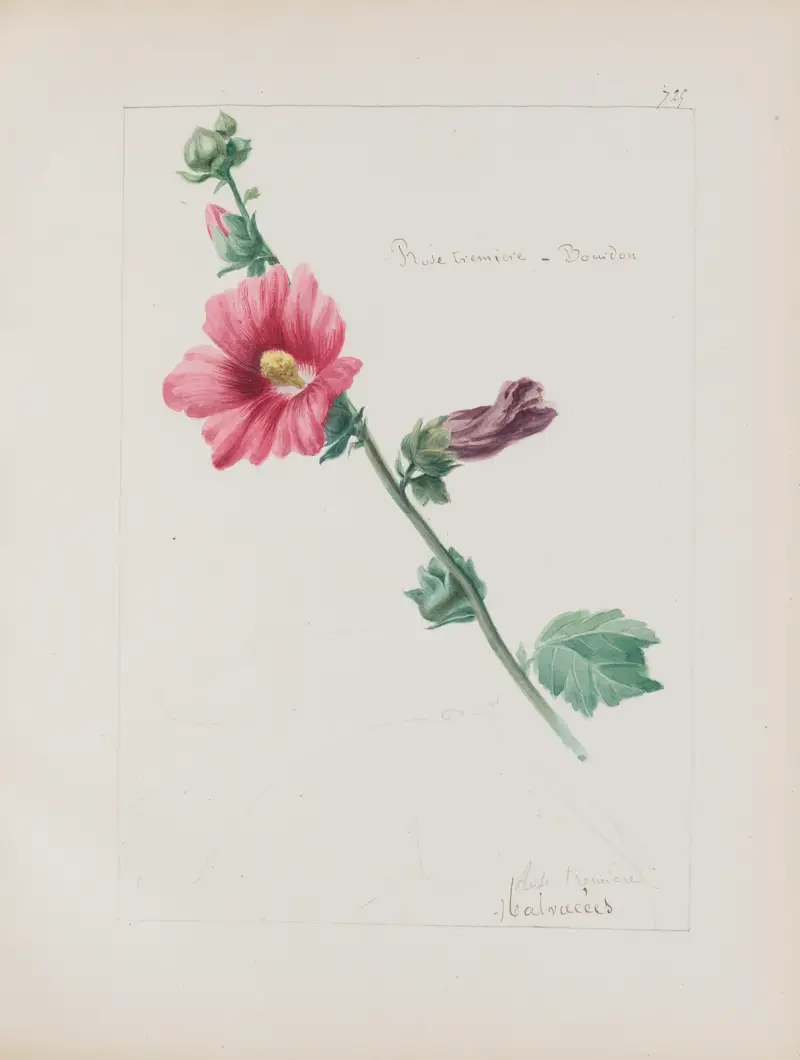 Botanisches Album Taf. 255 von Constant Amable Prevost-Hersant
