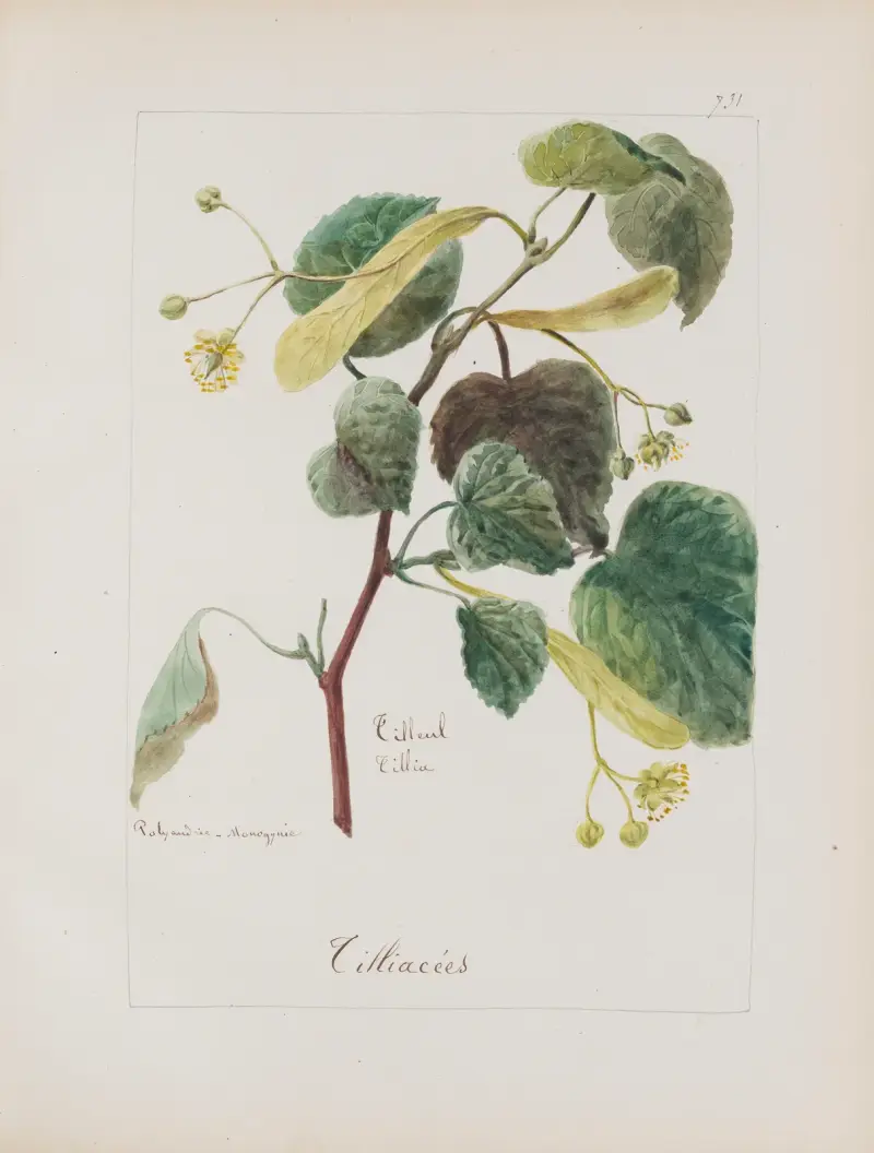 Album de botanique Pl.257 av Constant Amable Prevost-Hersant