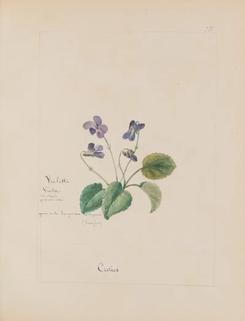 Botanisches Album Taf. 258 von Constant Amable Prevost-Hersant