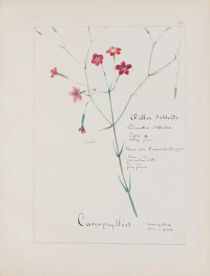 Botanisches Album Taf. 262 von Constant Amable Prevost-Hersant