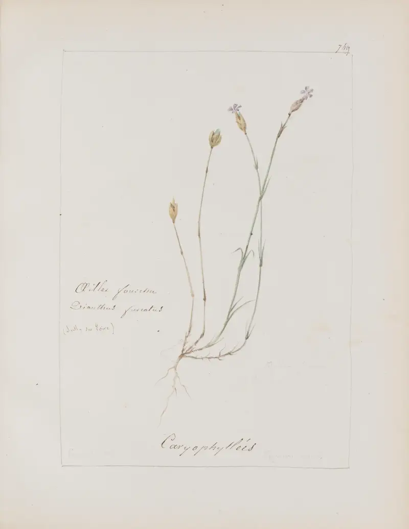Botanisches Album Taf. 263 von Constant Amable Prevost-Hersant