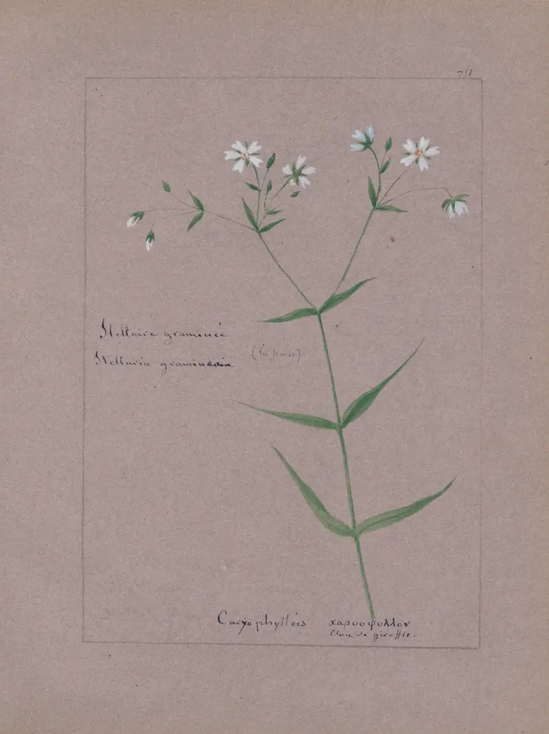 Album de botanique Pl.264, Constant Amable Prevost-Hersant