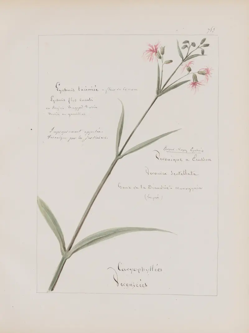 Album de botanique Pl. 265, Constant Amable Prevost-Hersant