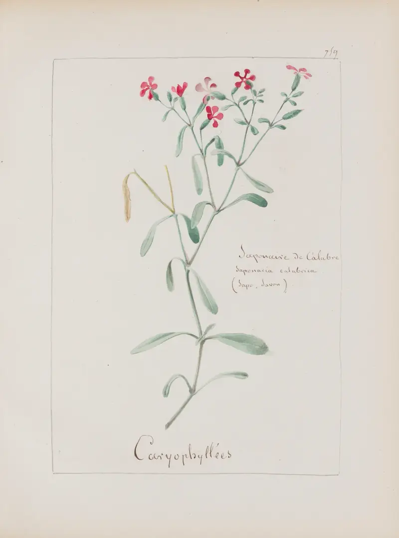 Botanisches Album, Tafel 268 von Constant Amable Prevost-Hersant