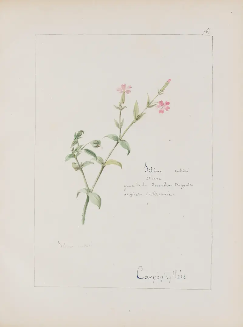 Botanisches Album Taf. 271 von Constant Amable Prevost-Hersant