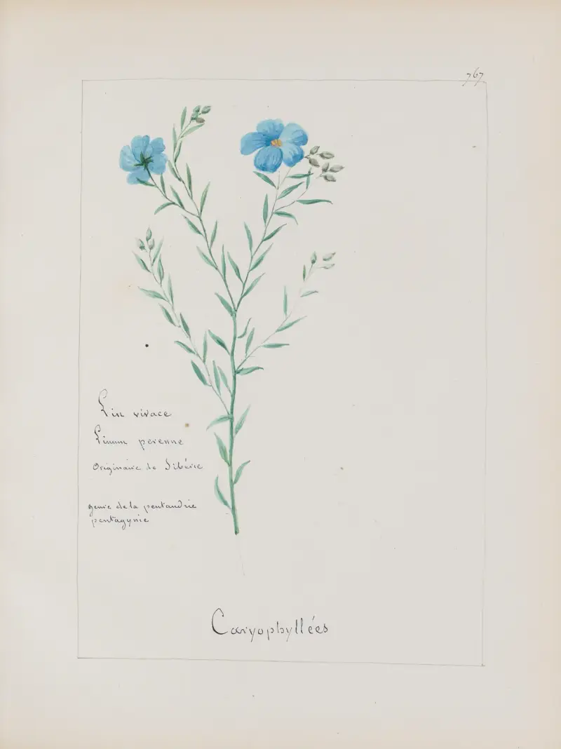 Botanisches Album Pl. 272 von Constant Amable Prevost-Hersant