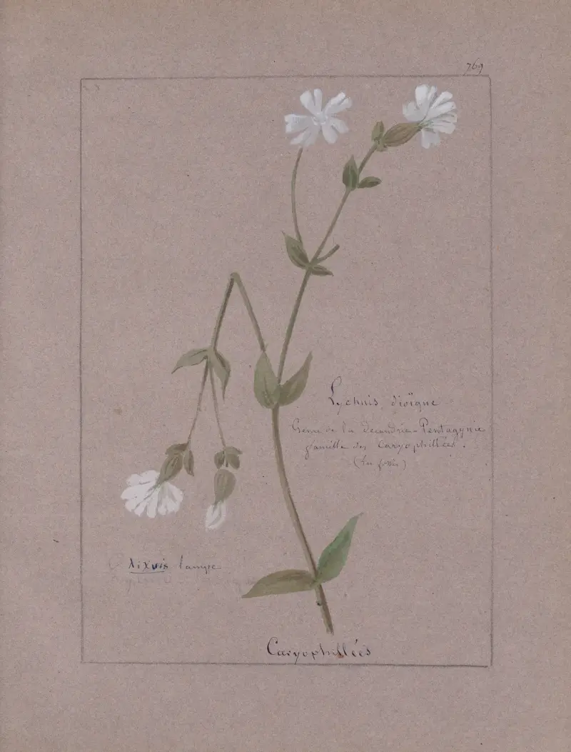 Album de botanique Pl. 273 von Constant Amable Prevost-Hersant