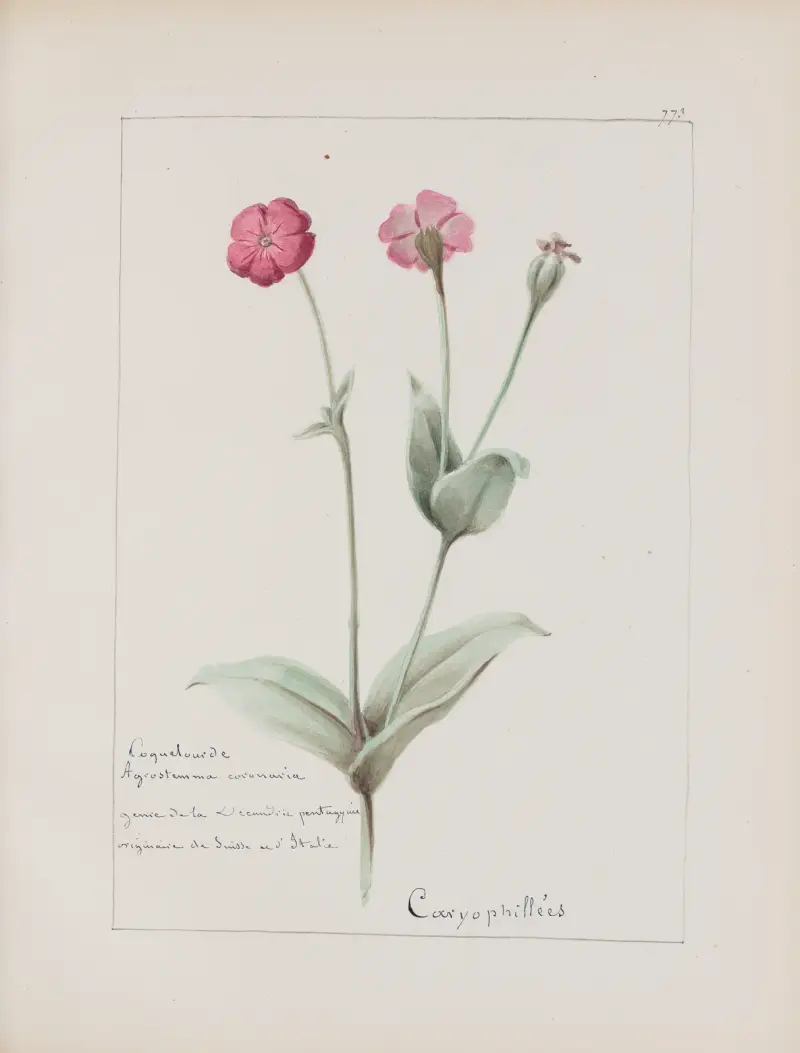 Album de botanique Pl. 275 von Constant Amable Prevost-Hersant